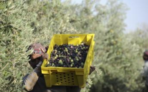 Ả Rập Xê Út trục xuất hơn một triệu người nhập cư không hợp lệ