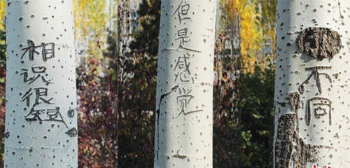 Thư tình khắc trên cây