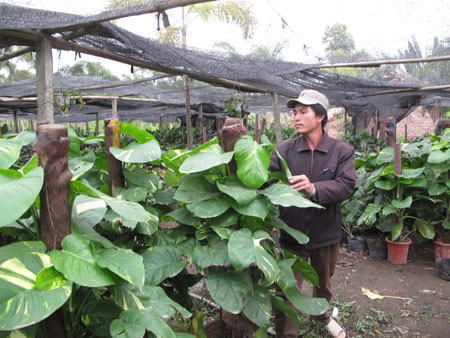 Cánh đồng vàng đã bị khai tử và một thời vang bóng