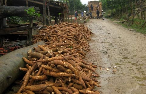 1.000 đồng/kg sắn: Đói rét cùng cực
