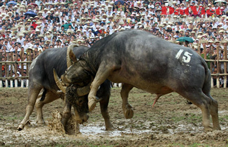 Trận đánh ‘trâu lửa’ có một không hai trong sử Việt