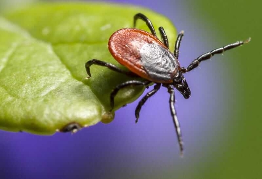 Làm thế nào để bảo vệ mình khỏi bị bọ ve cắn