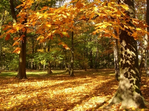 Những chiếc lá vàng mùa thu