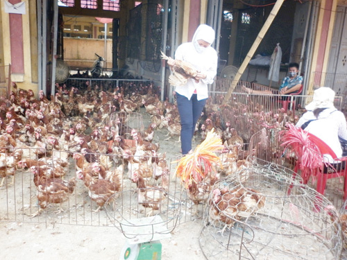 Gà “đầu trọc” tràn vô thị trường