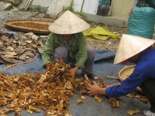 Xới tung rừng tìm thảo dược