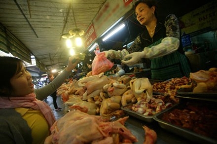 Gà thải loại nhập lậu ngập trong kháng sinh và virus H5N1