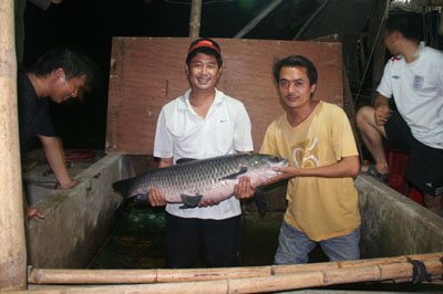 Ảnh “độc”: Săn cá trắm đen khổng lồ