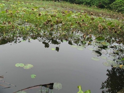 Những chuyện lạ ở vườn nhà Nguyễn Khuyến