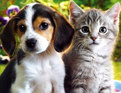 Thời của chính chủ hay niềm vinh hạnh của kiếp chó mèo