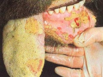 Điểm báo Quốc tế