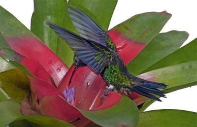 Chim ruồi là động vật nhanh nhất hành tinh