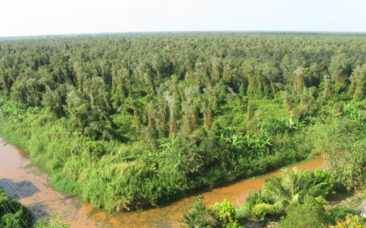 Lá phổi có vấn đề