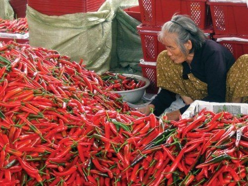 Chống thương lái Trung Quốc: Ai đi dầu?