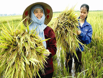 Trung Quốc gom hàng, nông dân được ‘làm giá’