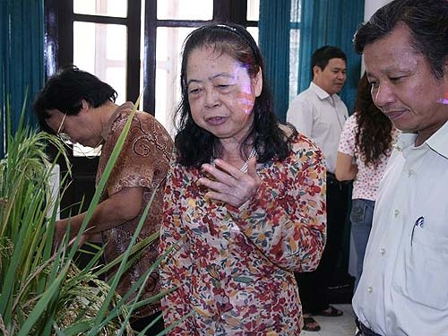 Chuyện “lúa cổ” là viển vông!