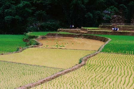 Ruộng bậc thang Lũng Vân