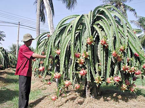 Buôn bán tiểu ngạch, con dao hai lưỡi: Để tránh phụ thuộc