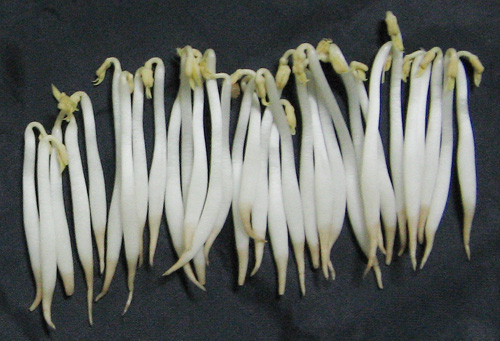 Sản xuất giá ăn bằng hóa chất