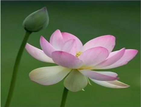 Thôi đừng cố chọn Quốc hoa!