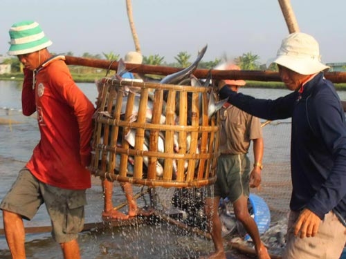 Người nuôi cá vẫn khổ