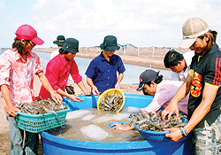 Nông sản ồ ạt “chảy” qua Trung Quốc