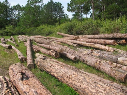 Du lịch “giết”... rừng thông