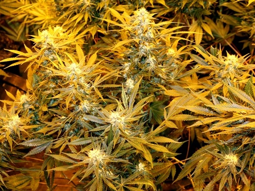 Trại trồng  cần sa Ấn Độ của người Việt Nam bị phá