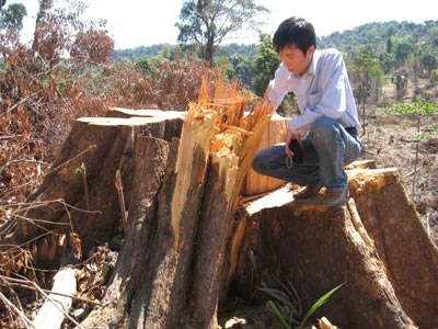 Rừng Quốc Oai đang biến mất