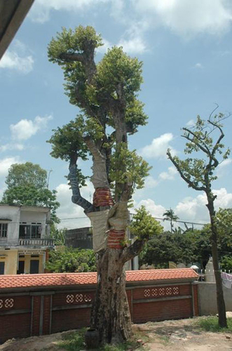 Khi Đại gia không lấy Chân dài