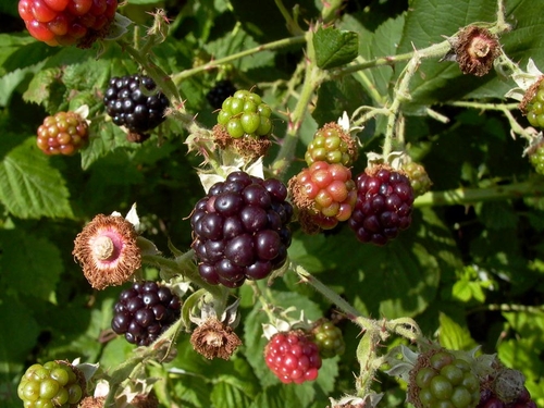 Trong bụi cây mâm xôi - Bolesław Leśmian