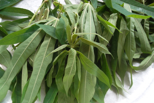 Rau sắn Yên Thịnh