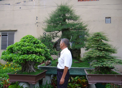 Đại gia chơi cây kiểng