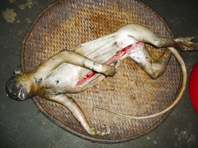 Gom thú rừng chờ Tết