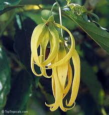 Nơi sông Chu sông Mã