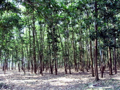 Ba Vì núi Tản - Đất thiêng Xứ Đoài