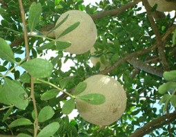 Độc đáo trái quách Trà Vinh