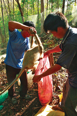 Tội ác rừng xanh - Bài 2
