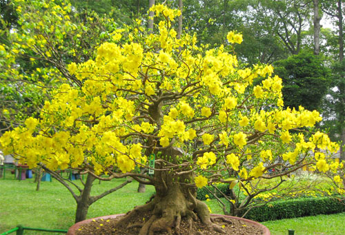 Phiếm đàm: Kỹ nghệ... hối lộ!