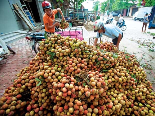 Vải thiều Việt Nam tại Trung Quốc: 300.000đồng/kg