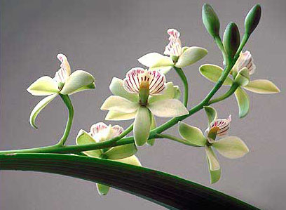 Mẹ đi qua chiến tranh