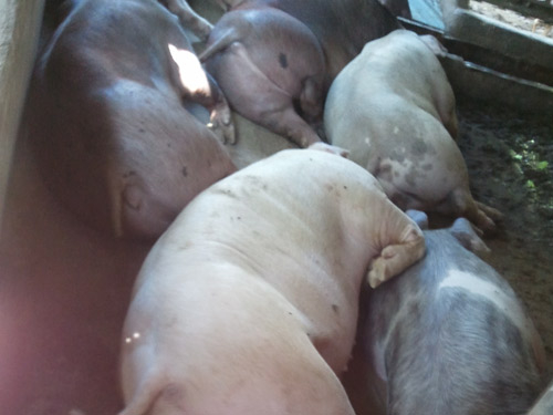 Kinh hoàng heo siêu nạc