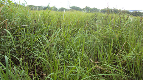 BĐS 2012 và những ‘hố chông’ sình lầy