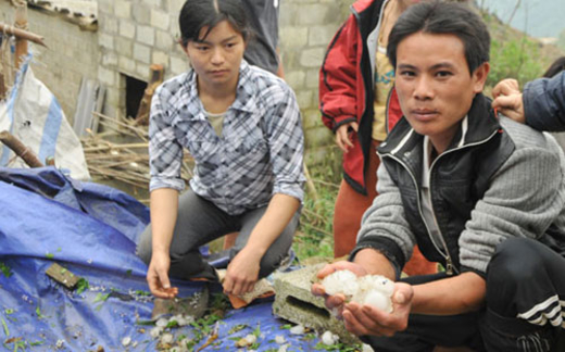 Lào Cai hoang tàn sau trận mưa đá