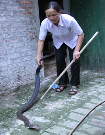 Chợ bán món hàng không ai dám sờ