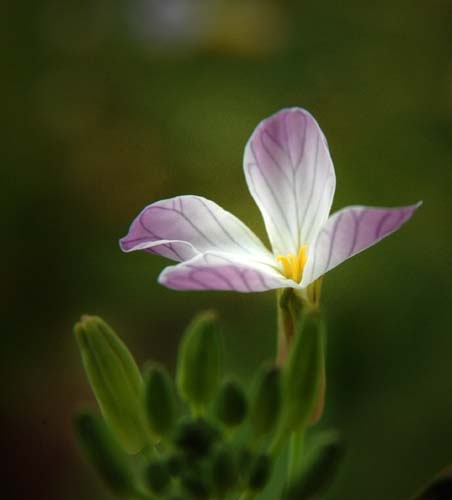 Các nhà thơ của Phong trào Thơ Mới  với Cách mạng tháng Tám 1945