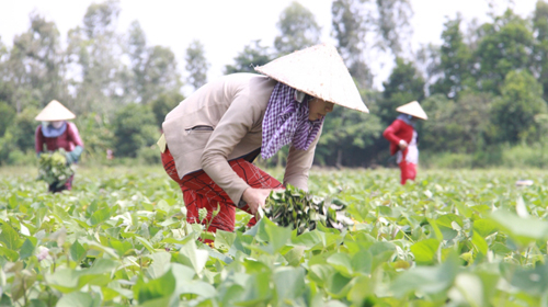 Trồng khoai lang ở Vĩnh Long: Tránh phụ thuộc vào thị trường Trung Quốc