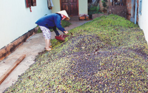 Đổ nợ vì kinh doanh cà phê qua mạng