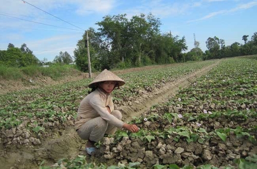 ĐBSCL: Nông dân bỏ lúa “ôm” khoai