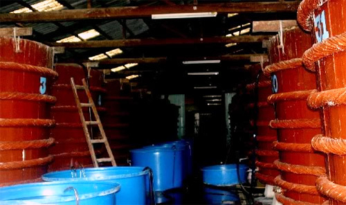 Thương hiệu vùng miền: Lo phá hơn giữ