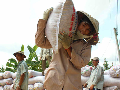 Tù mù giá sàn xuất khẩu gạo